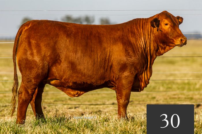 CORRAL 30 - TRES CRUCES CAYETANO 8839 -T/E-