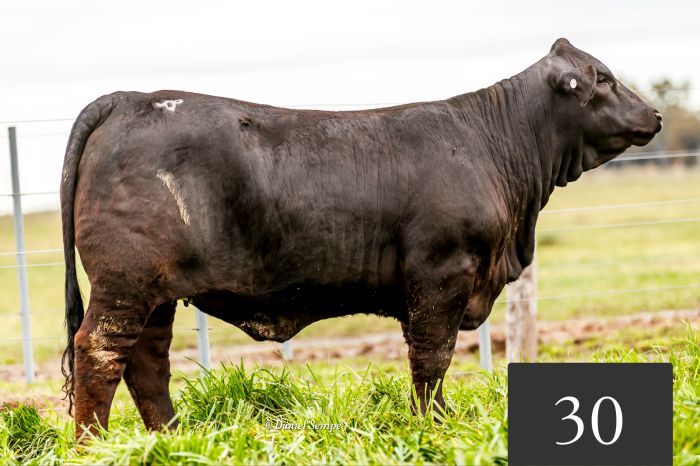 CORRAL 30 - Tres Cruces Crossover 9053 FIV