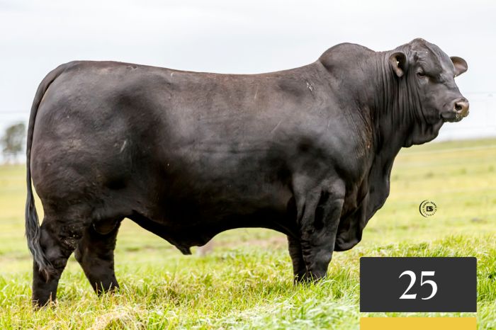 LOTE 25 - Tres Cruces Arasunú 1332 -FIV