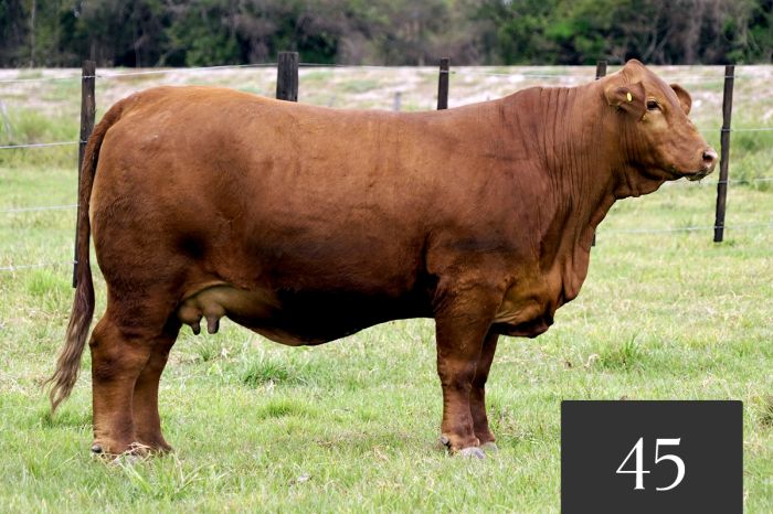 CORRAL 45 - TRES CRUCES ML ACORAZADO 9 FIV