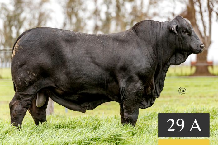LOTE 29A - Tres Cruces Cautivo 1334 -FIV