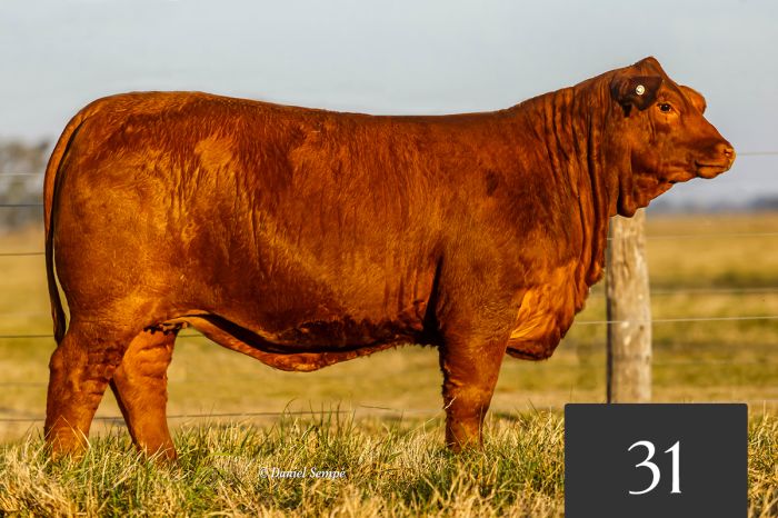 CORRAL 31 - TRES CRUCES DREAM FOREVER 8863