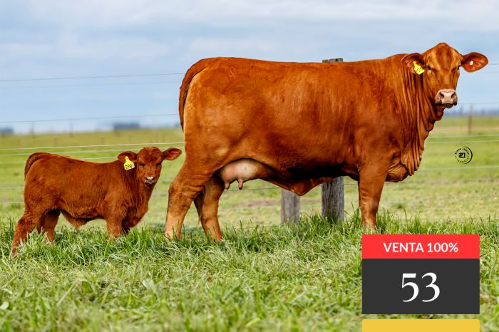 LOTE 53 - Tres Cruces Cautivo 9129 -FIV