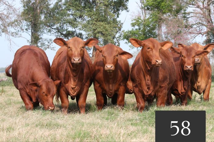 CORRAL 58 - Vaquillonas Controladas para Servicio