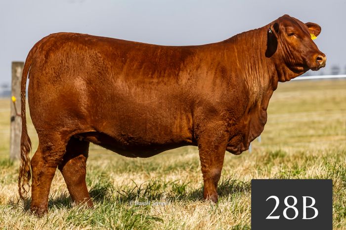 CORRAL 28B - TRES CRUCES ACORAZADO 8827 -T/E-