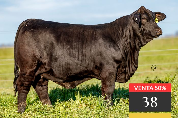 LOTE 38 - Tres Cruces Mr Bull 9295 - VENTA 50%