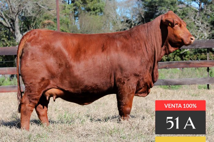 LOTE 51A - Ita Siri Hemingway 417 -T/E