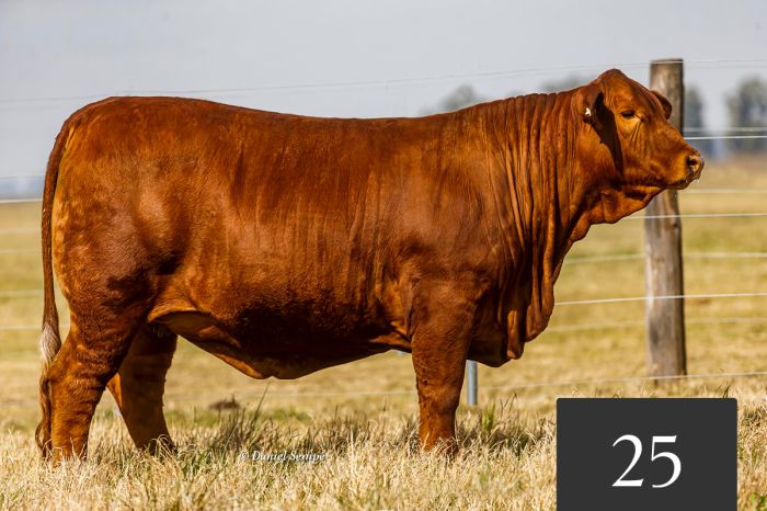 CORRAL 25 - TRES CRUCES ACORAZADO 8861-T/E-