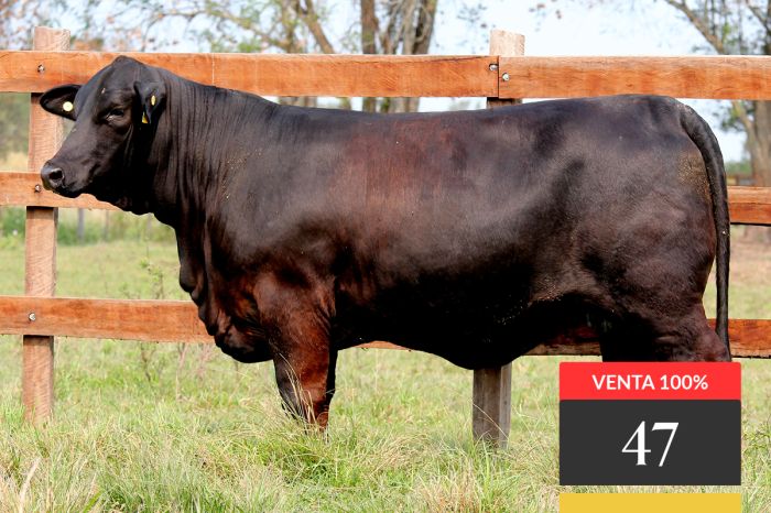 LOTE 47 - Montelindo Relevante 125 -FIV