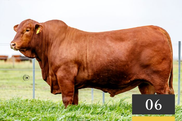 LOTE 6 - Tres Cruces Acorazado 1240