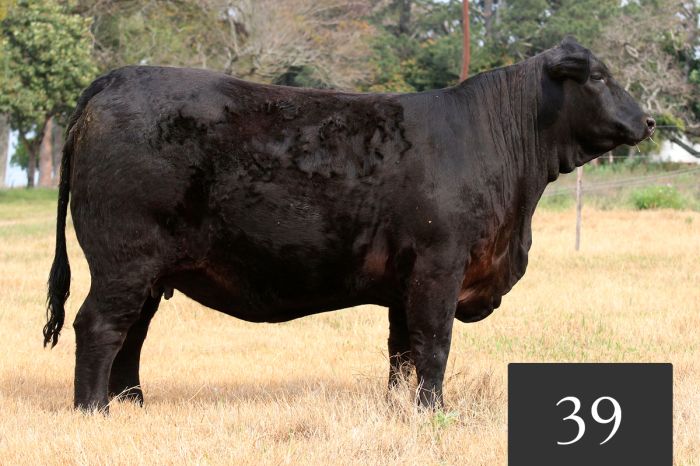 CORRAL 39 - TRES CRUCES ACORAZADO 8793