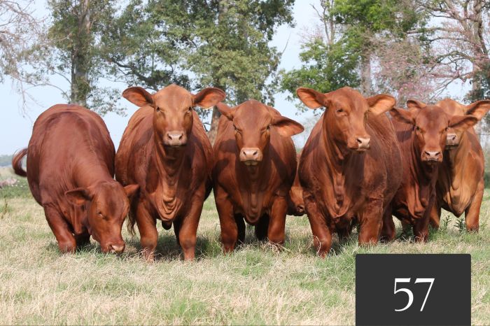 CORRAL 57 - Vaquillonas Controladas para Servicio