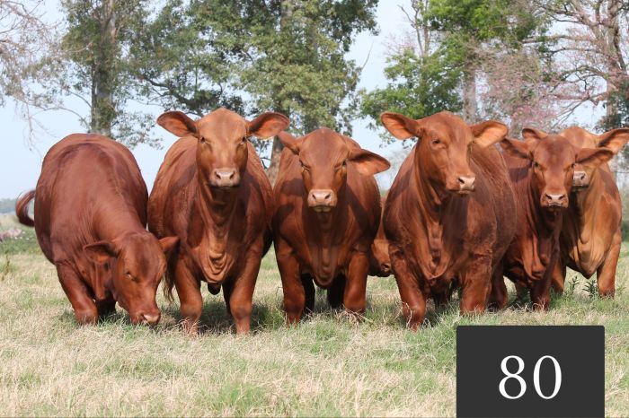 CORRAL 80 - Vaquillonas Controladas para Servicio