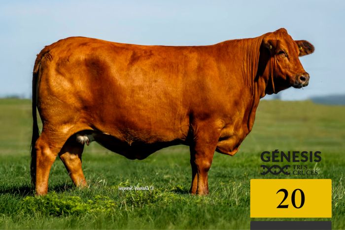 LOTE 20 - 1783 X SORPRESA