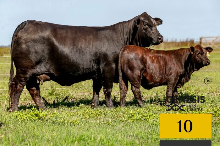 LOTE 10 - 9095 X AGUCHO