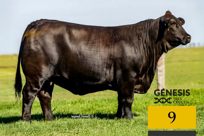 LOTE 9 - 7779 X MUNDIAL