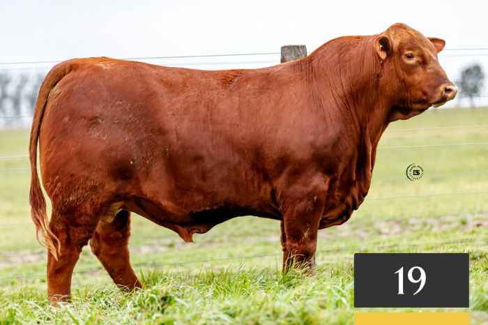 LOTE 19 - Tres Cruces Profesor 1434