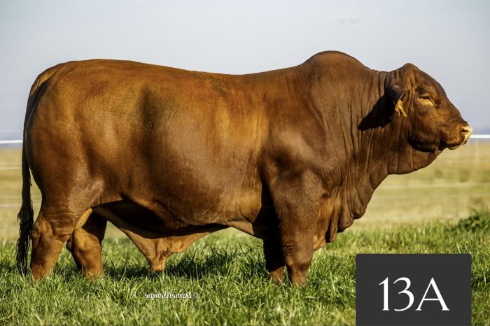 CORRAL 13A - TRES CRUCES CAYETANO 806 -T/E-