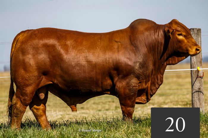 CORRAL 20 - TRES CRUCES CAP. SARMIENTO 906 -T/E-