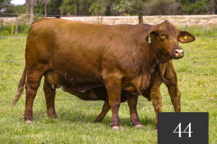 CORRAL 44 - TRES CRUCES ML ACORAZADO 3 FIV