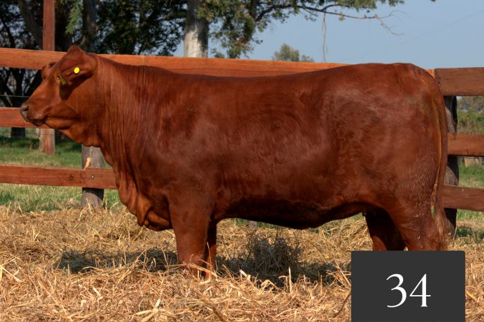 CORRAL 34 - Tres Cruces IS Viamonte 9245 FIV