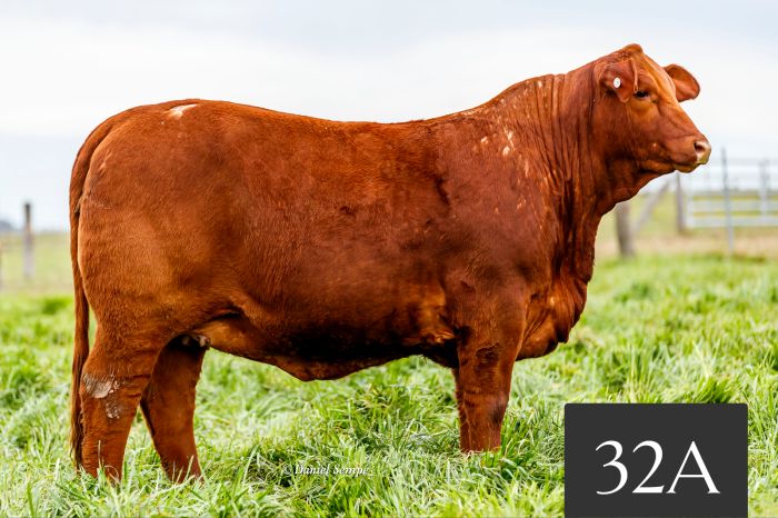CORRAL 32A - Tres Cruces Tabasco 9031 FIV