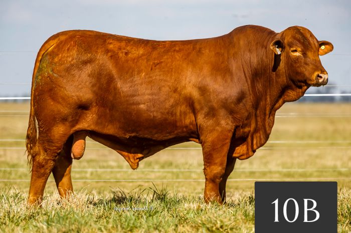 CORRAL 10B - TRES CRUCES DREAM FOREVER 814 -T/E-