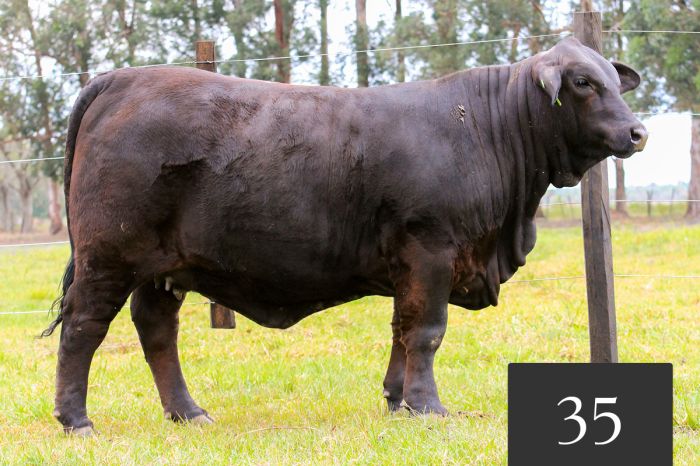 CORRAL 35 - MONTELINDO MR BRANGUS 91 FIV
