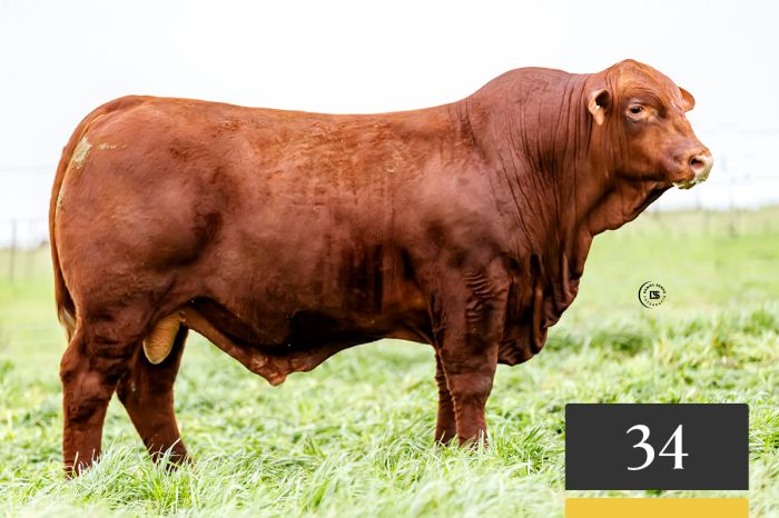 LOTE 34 - Tres Cruces Dream Forever 1344 -FIV
