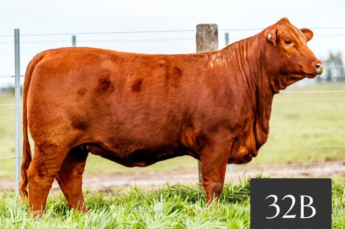 CORRAL 32B - Tres Cruces Cayetano 9061 FIV
