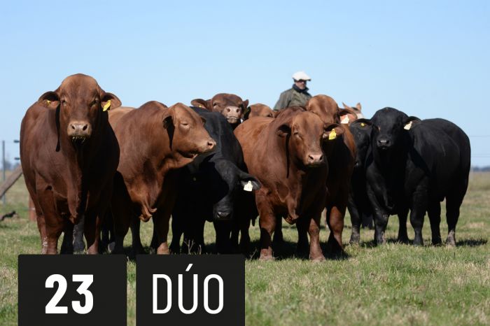 CORRAL 23 - TRES CRUCES DON CIRIACO 628 -T/E- (A) - TRES CRUCES DIMAS 724 (B)