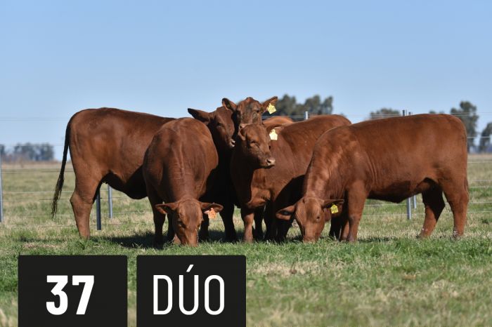 CORRAL 37 - TRES CRUCES ML 11 RAUCHO -T/E- (A) - TRES CRUCES ML 19 RAUCHO -T/E- (B)