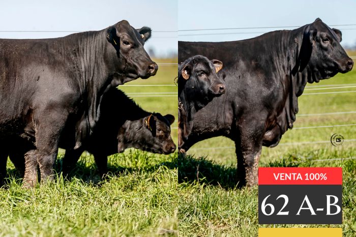 LOTE 62 - A Tres Cruces Lukaku 9331 -T/E- / B Tres Cruces Felipe 9351