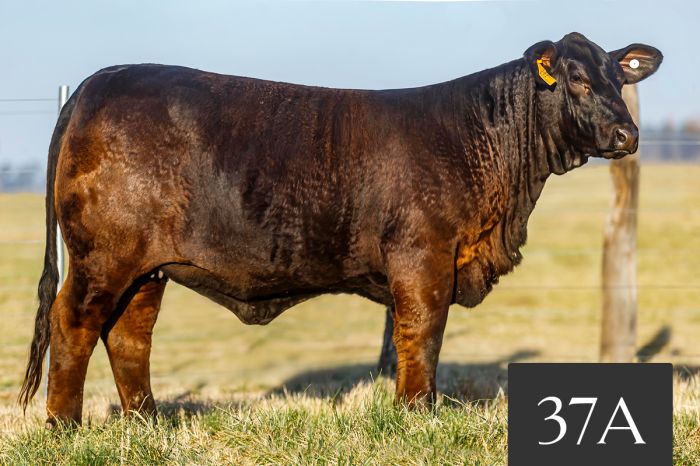 CORRAL 37A - TRES CRUCES TURBO 8857 -T/E-