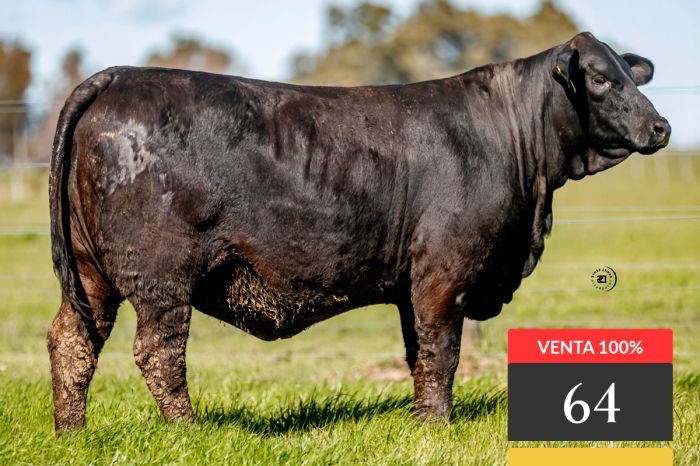 LOTE 64 - Tres Cruces Felipe 9317