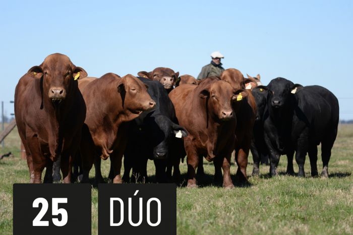 CORRAL 25 - TRES CRUCES MALAMBO 2060 -T/E- (A) - TRES CRUCES MALAMBO 2064 -T/E- (B)
