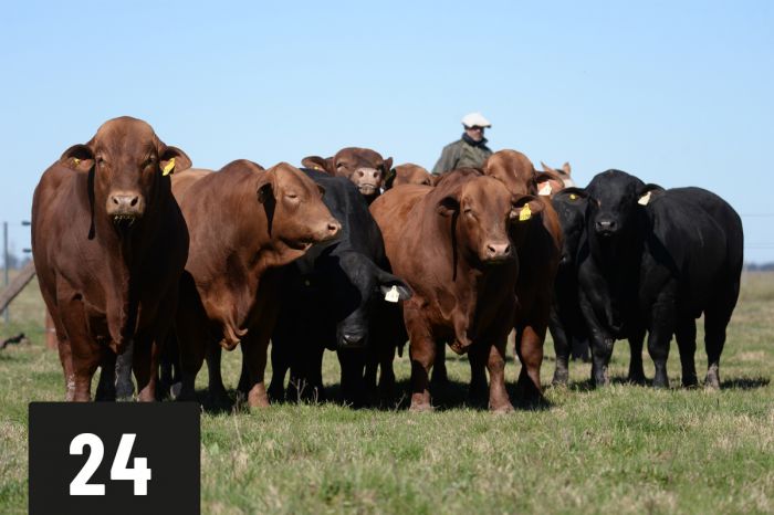 CORRAL 24 - TRES CRUCES MALAMBO 2058 -T/E-