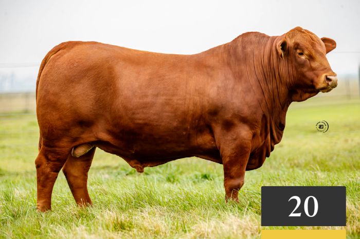 LOTE 20 - Tres Cruces Cautivo 1794 -FIV