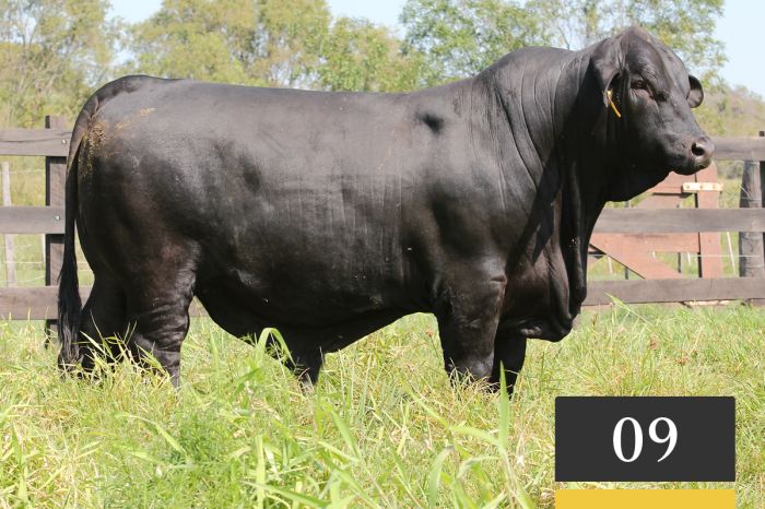 LOTE 9 - Tres Cruces ML Monarca T118 -FIV