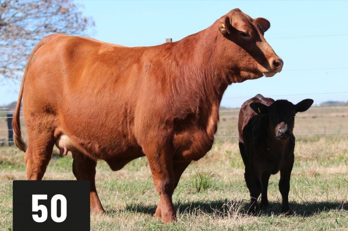 CORRAL 50 - ITA SIRI 127 TABASCO -T/E-